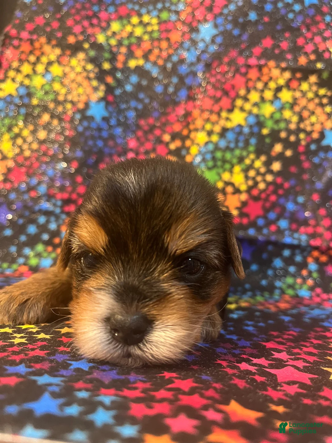 Yorkshire Terrier dogs for sale: Yorkshire Terrier 1 boy - Ad 2