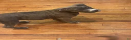 American Bully dogs for sale: Phantom  - Ad 21