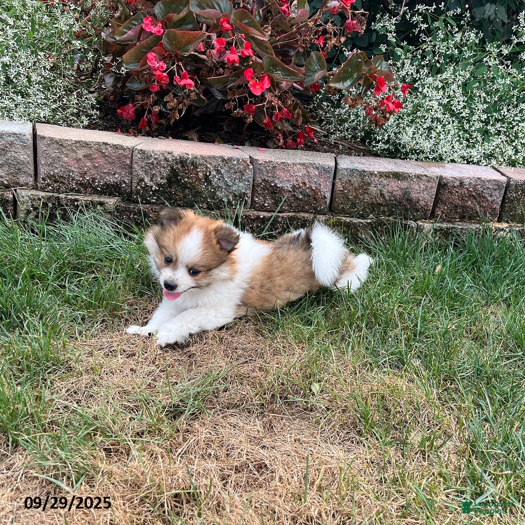 Pomeranian dogs for sale: Surprise Package - Ad 10