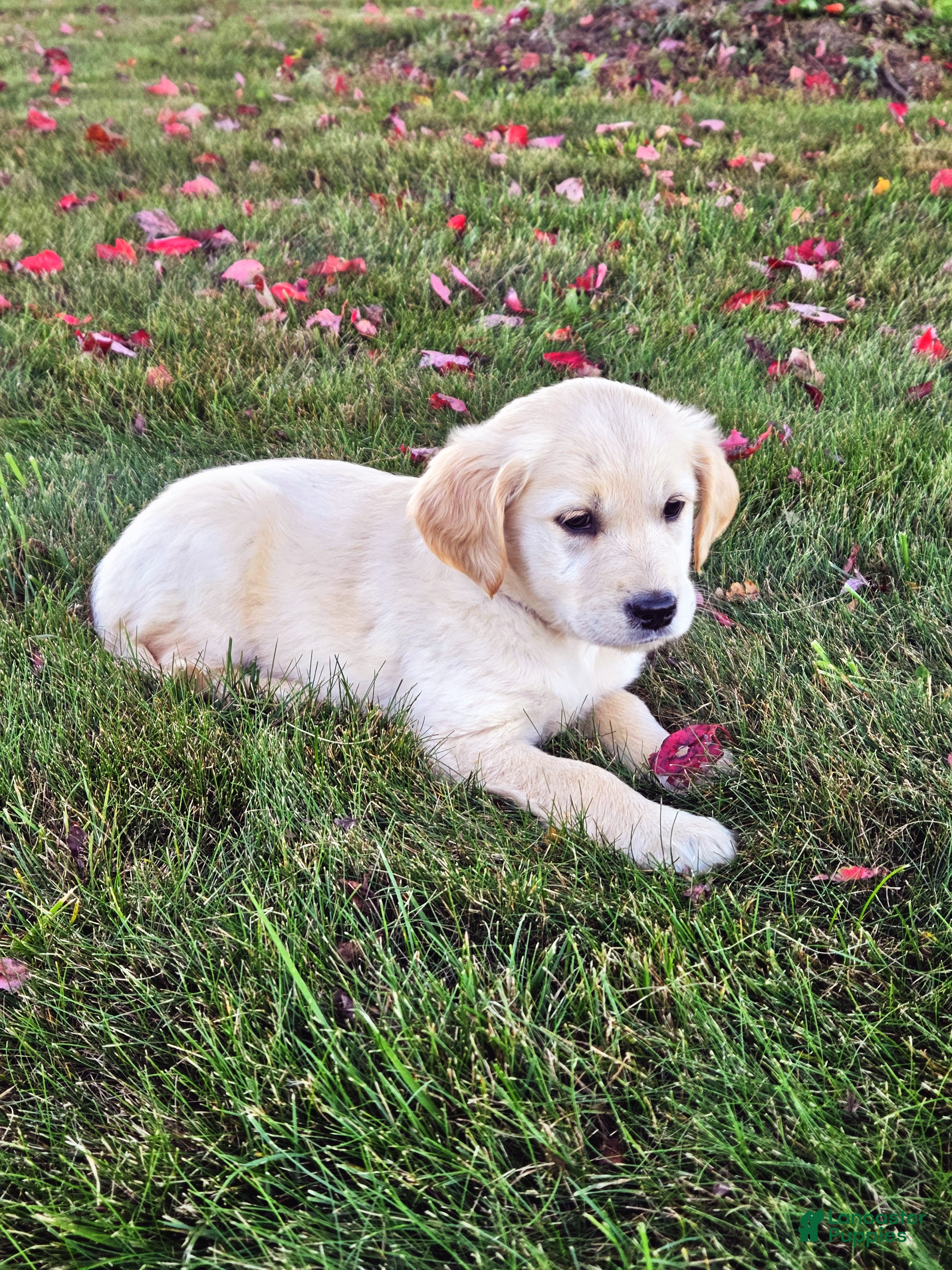 Golden Retriever dogs Bella - Ad 2