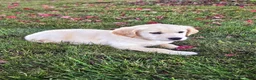 Golden Retriever dogs for sale: Bella - Ad 2