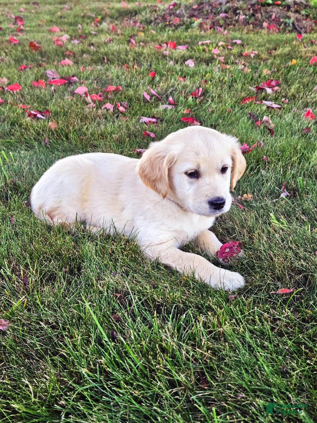 Golden Retriever dogs for sale: Bella - Ad 2