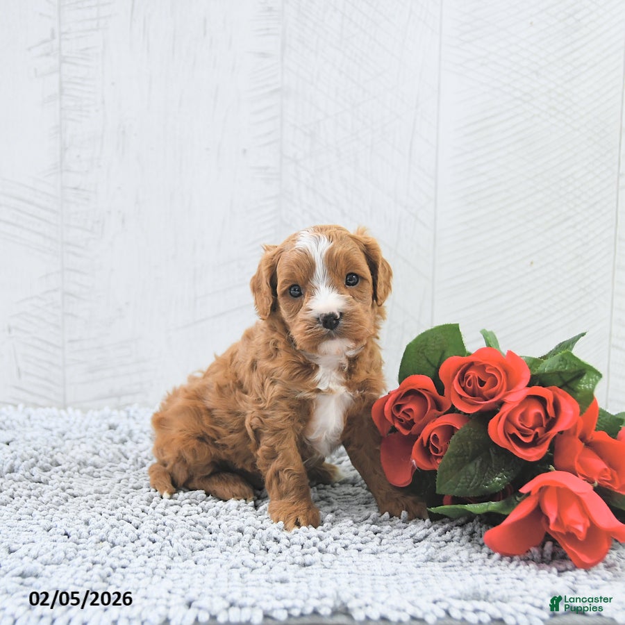 Cavapoo dogs Miles - Ad 18