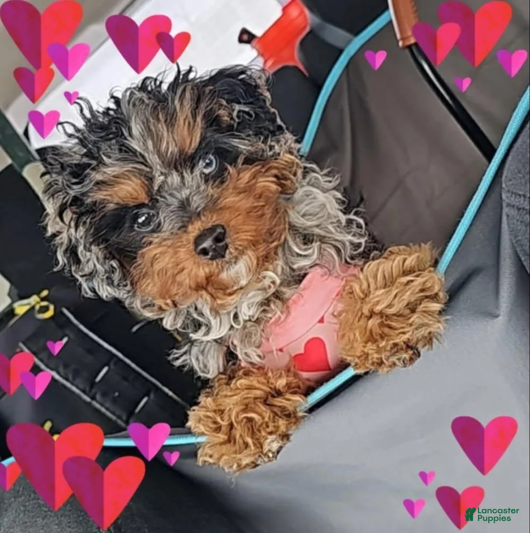 Cavapoo dogs for sale: Cavapoo Puppy 2 - Ad 2