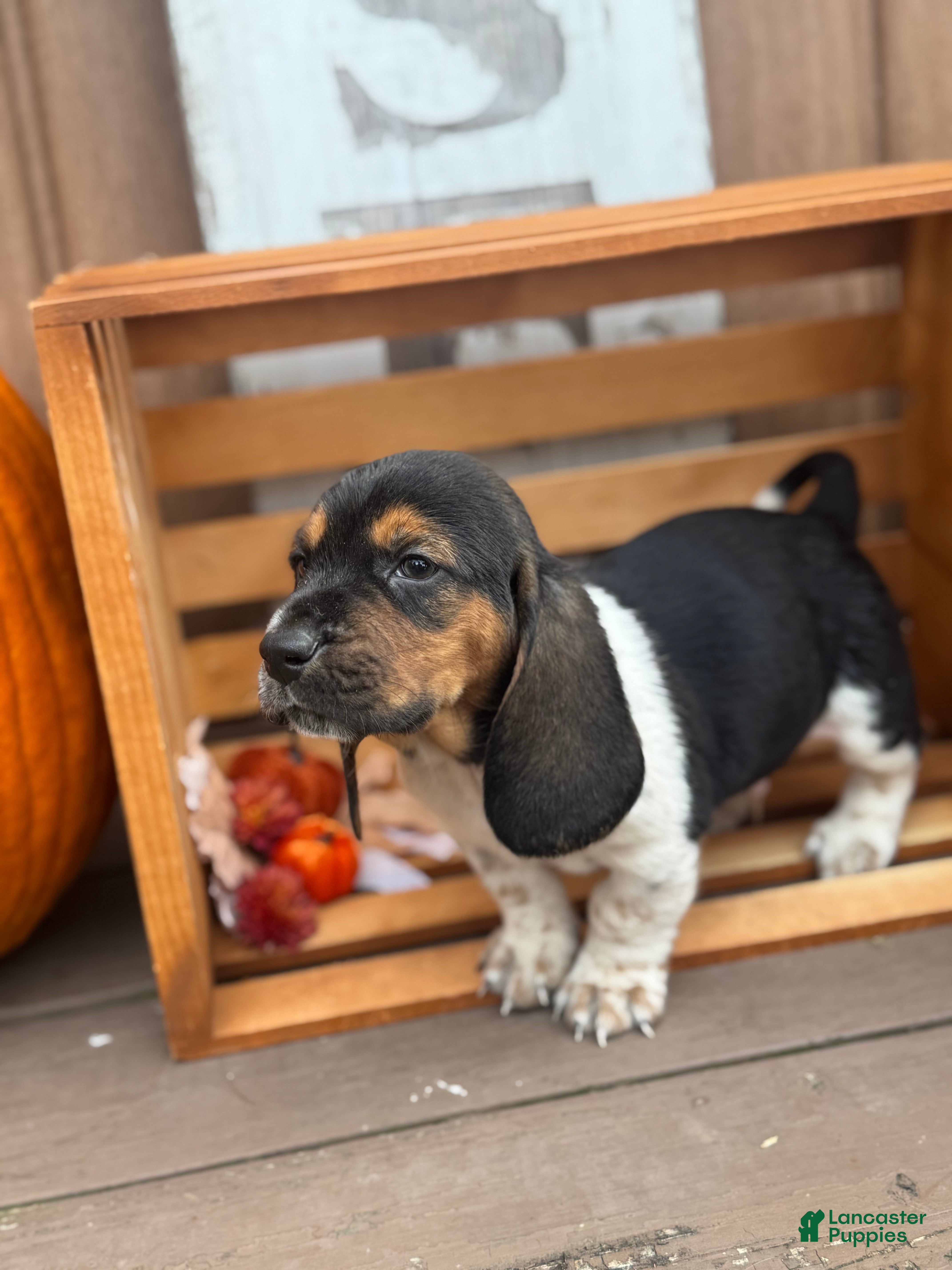 Basset Hound dogs for sale: Bruno - Ad 22