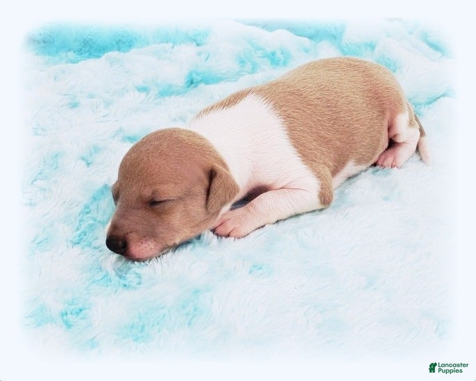 Italian Greyhound dogs Santiago - Ad 2