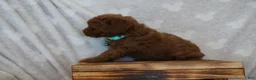 Miniature Poodle dogs for sale: Fiana - Ad 7
