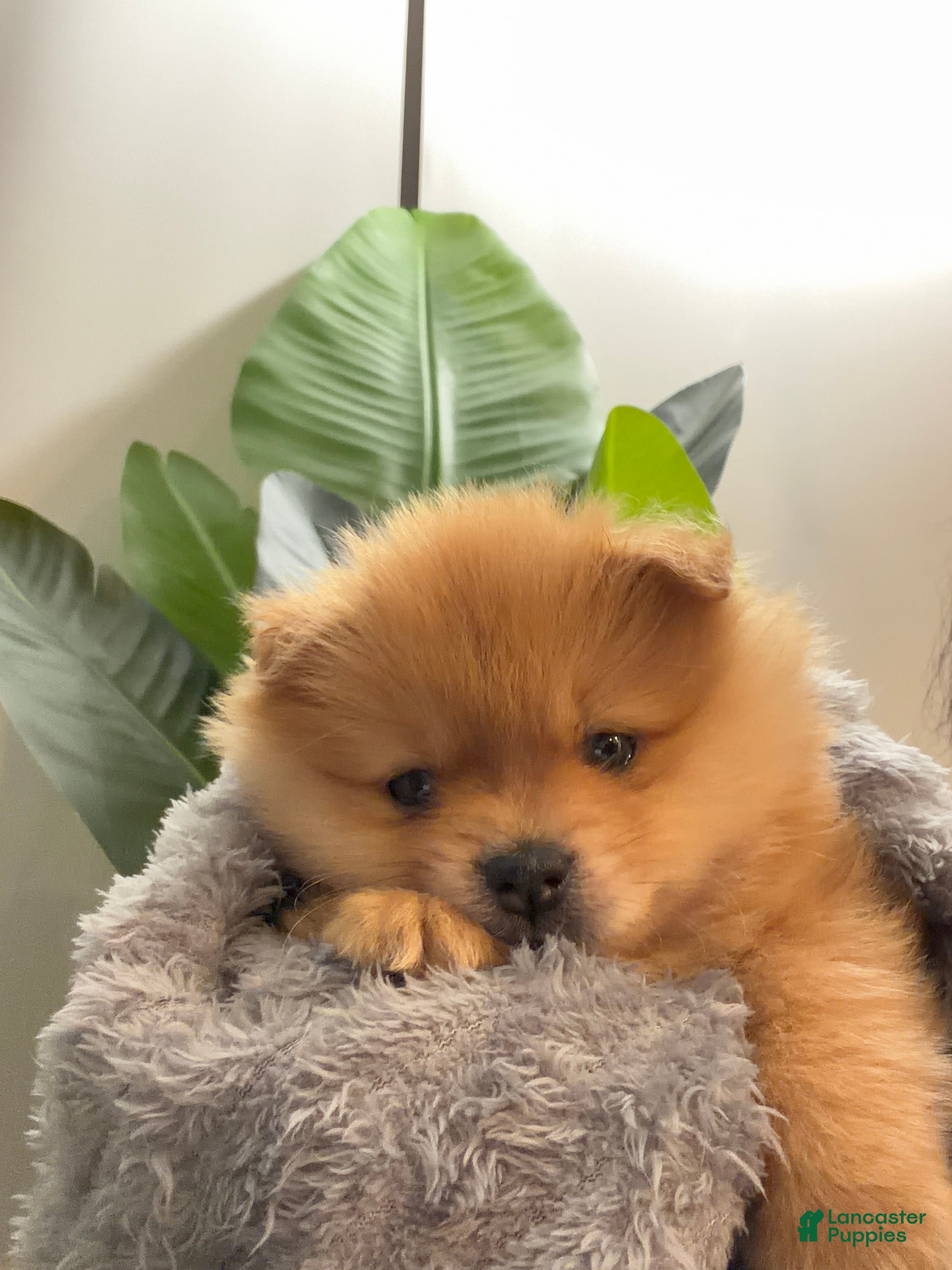 Pomeranian dogs for sale: Pooh - Ad 2