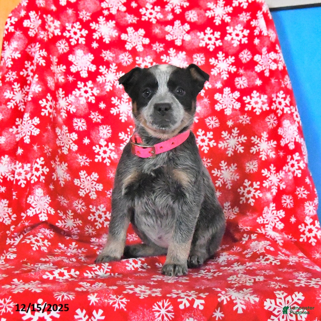 Australian Cattle Dog dogs for sale: Jelly Bean - Ad 2