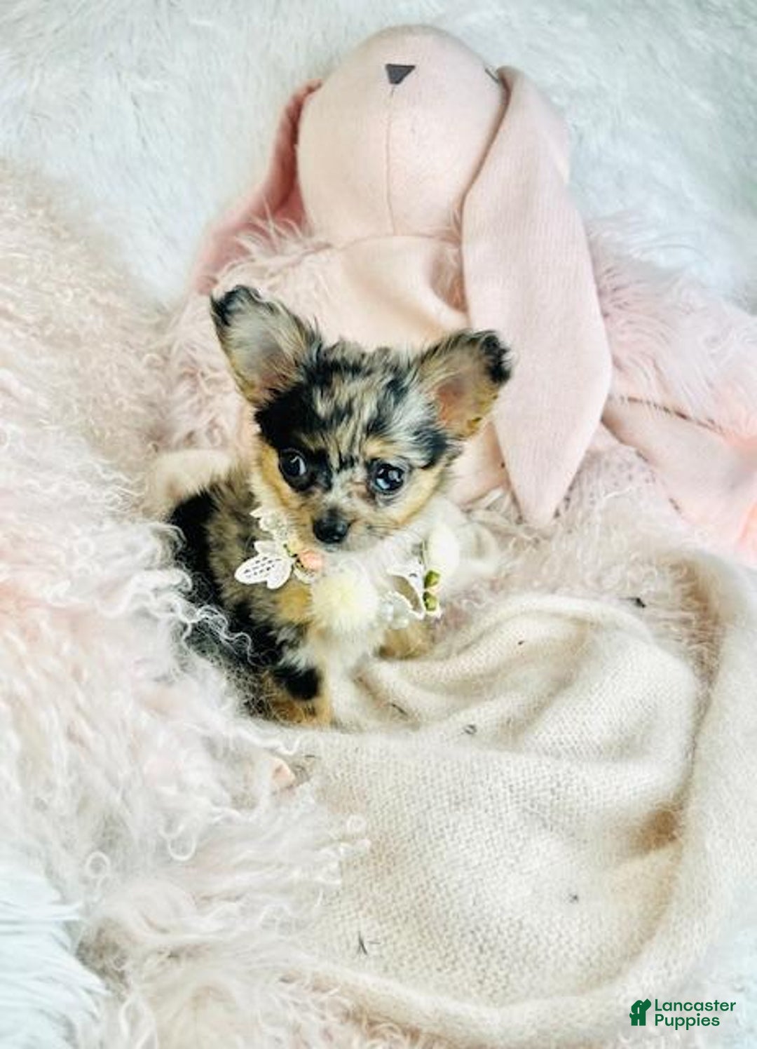 Chihuahua dogs for sale: Chihuahua Puppy 1 - Ad 4
