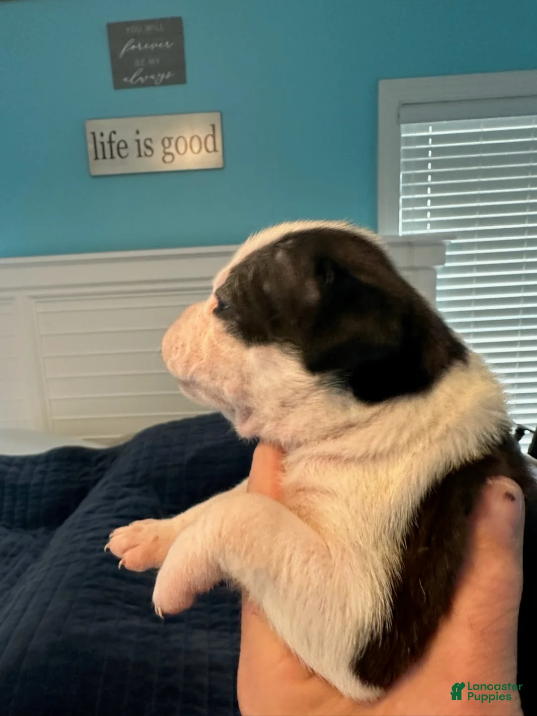 Boxer dogs for sale: Lexus - Ad 4