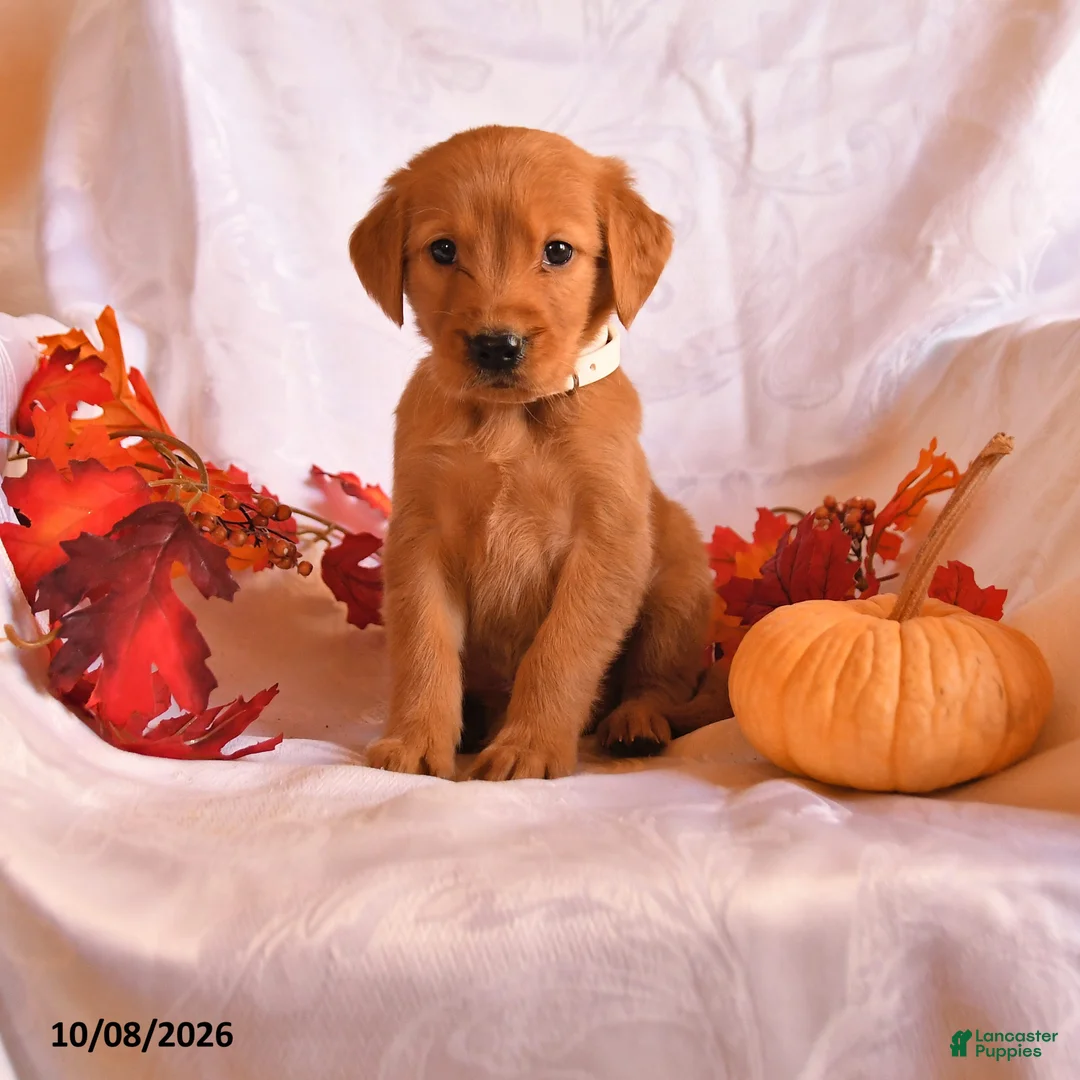 Golden Retriever dogs for sale: Ben - Ad 1