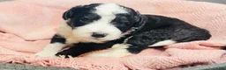 Mini Sheepadoodle dogs for sale: Geno - Ad 6