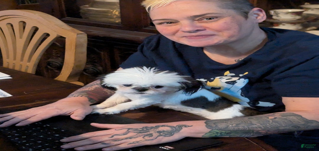 Gallery Image {{count}}