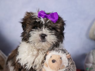 Shih Tzu dogs NESSY - Ad 17