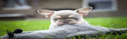 French Bulldog dogs for sale: 🐾 Meet Kingston — A Happy Little Frenchie with Plenty of Love to Give! 🐾 - Ad 22