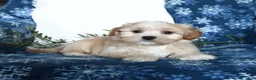 Shihpoo dogs for sale: Wyatt - Ad 4