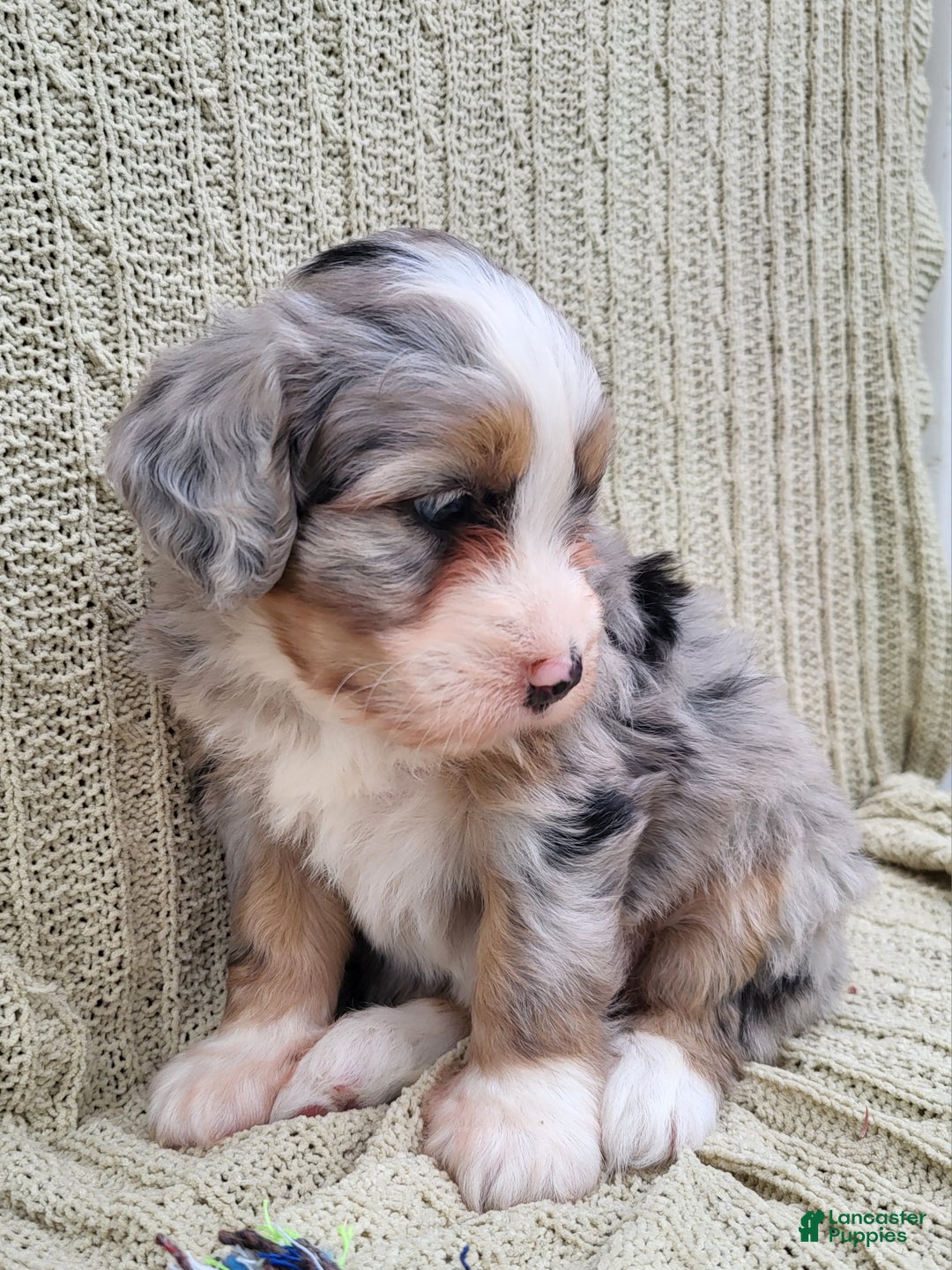 Mini Bernedoodle dogs for sale: Susie - Ad 3