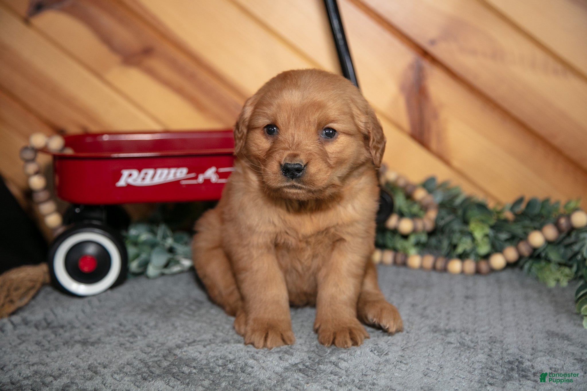 Golden Retriever dogs Daisy - Ad 2