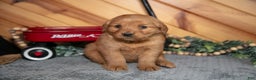 Golden Retriever dogs for sale: Daisy - Ad 2