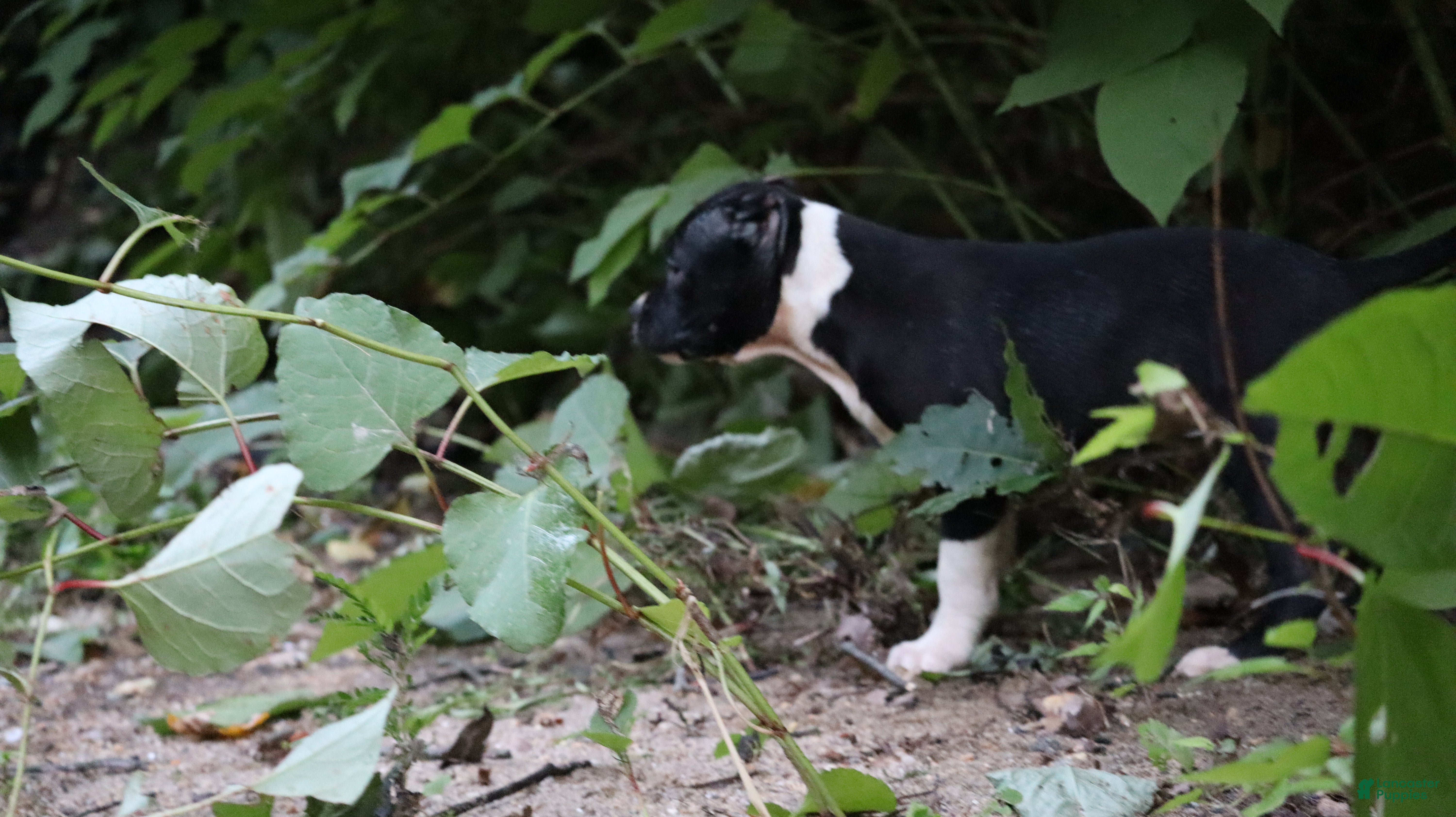 American Bully dogs Jet - Ad 2