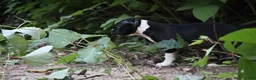 American Bully dogs for sale: Jet - Ad 15