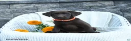 Labrador Retriever dogs for sale: Macy - Ad 4