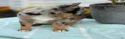 Chihuahua dogs for sale: Koda - Ad 12