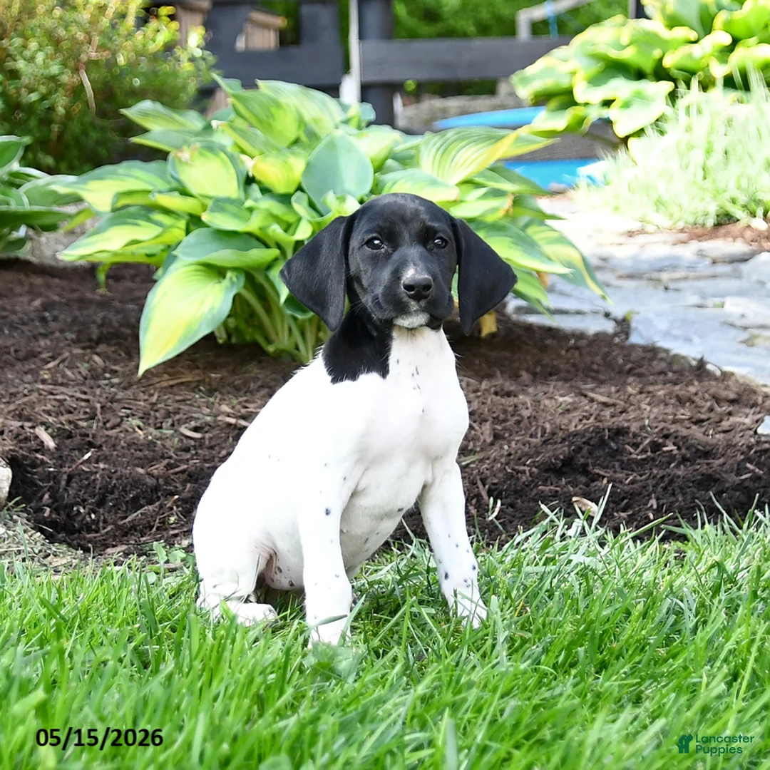 German Shorthaired Pointer dogs for sale: Petunia - Ad 2
