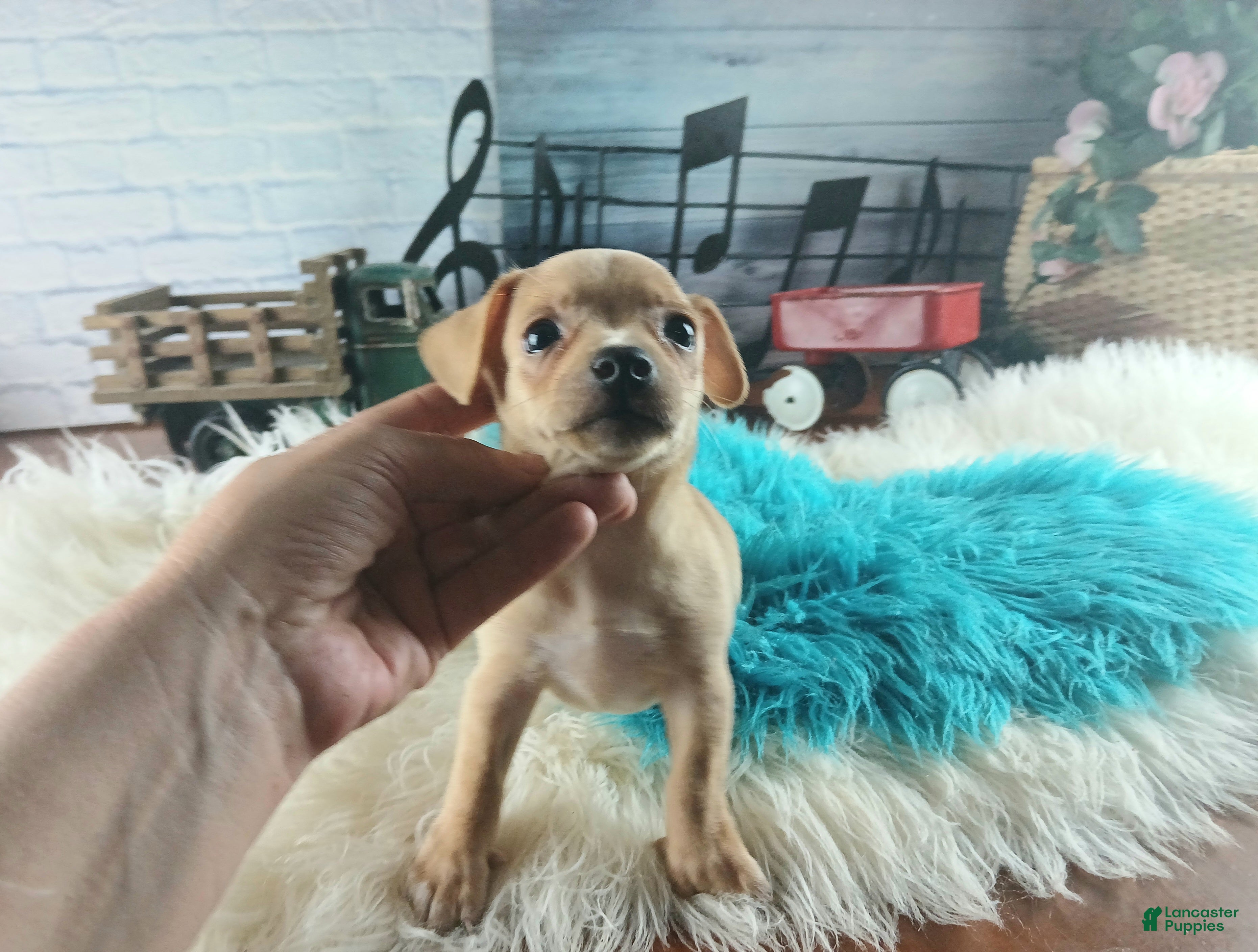 Chihuahua dogs Autumns fawn boy. Hand Delivery  - Ad 18