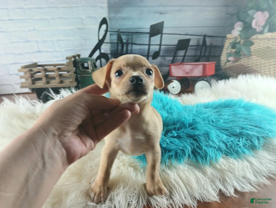 Chihuahua dogs for sale: Autumns fawn boy. Hand Delivery  - Ad 1
