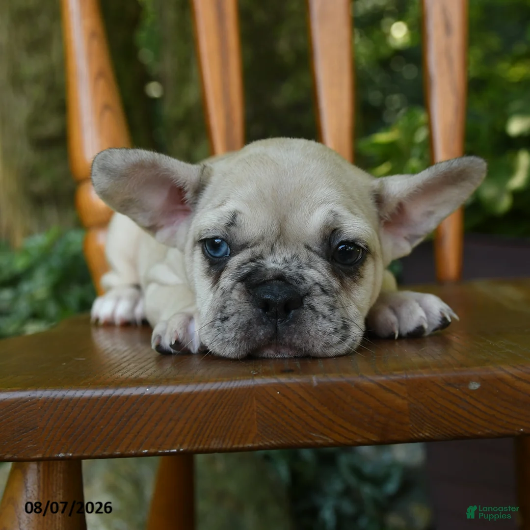 French Bulldog dogs for sale: Moana - Ad 5