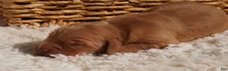 Golden Retriever dogs for sale: Daisy -AKC, Genetically Clear - Ad 50