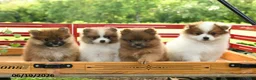 Pomeranian dogs for sale: Bentley - Ad 3