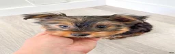 Yorkshire Terrier dogs for sale: Heidi - Ad 5