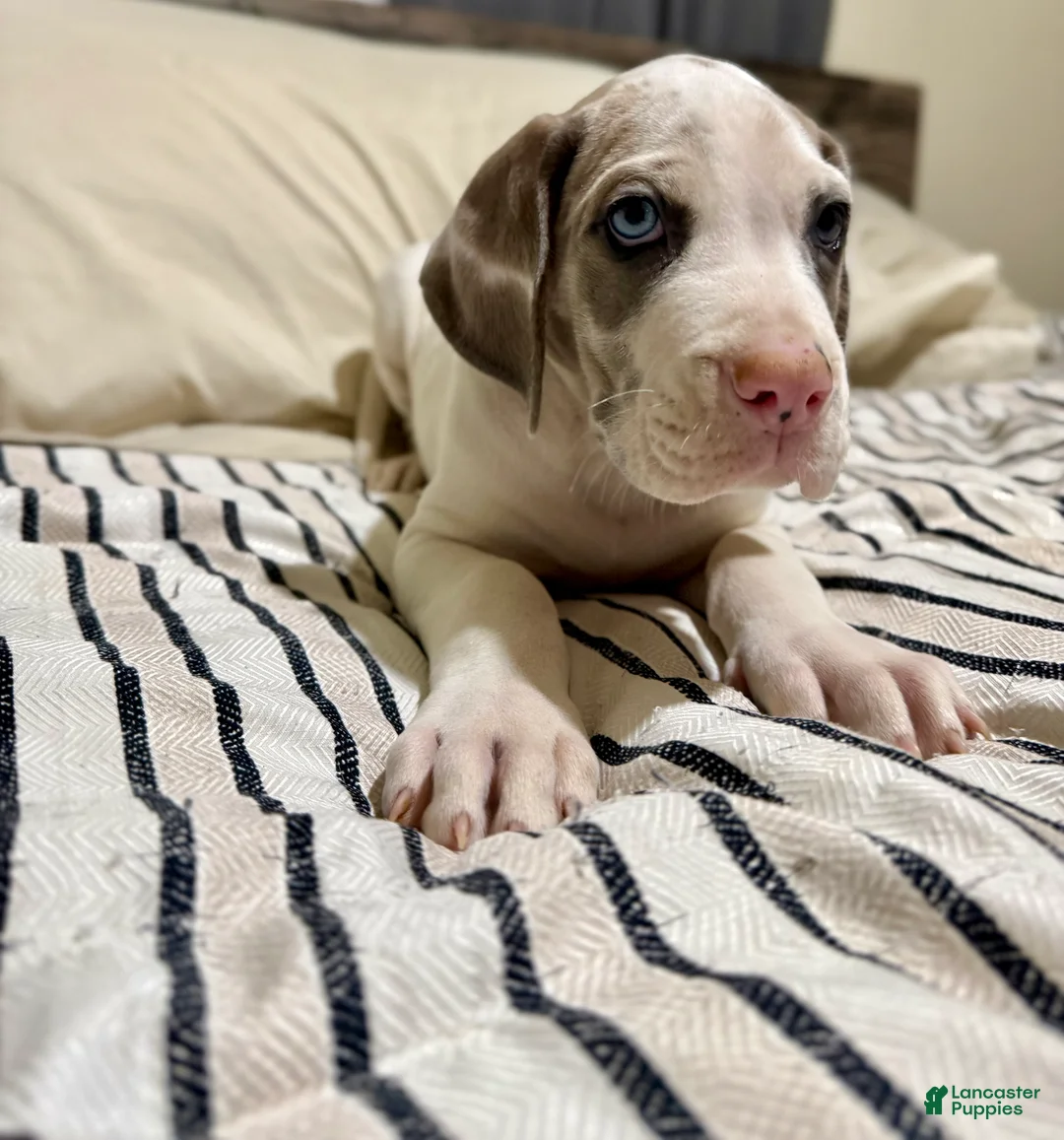 Great Dane dogs for sale: Blue Fawnquin Headed Pied (Heavy Euro) - Ad 5