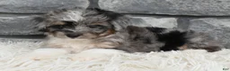 Mini Aussiedoodle dogs for sale: Chief  - Ad 3