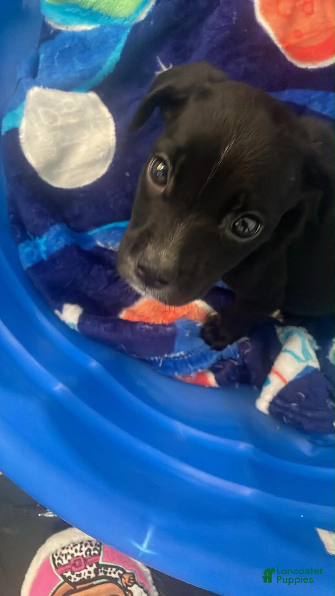 Mixed Breed dogs for sale: Mixed Breed 3 - Ad 1