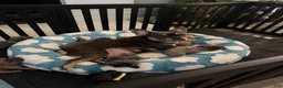 French Bulldog dogs for sale: French Bulldog 3 - Ad 9