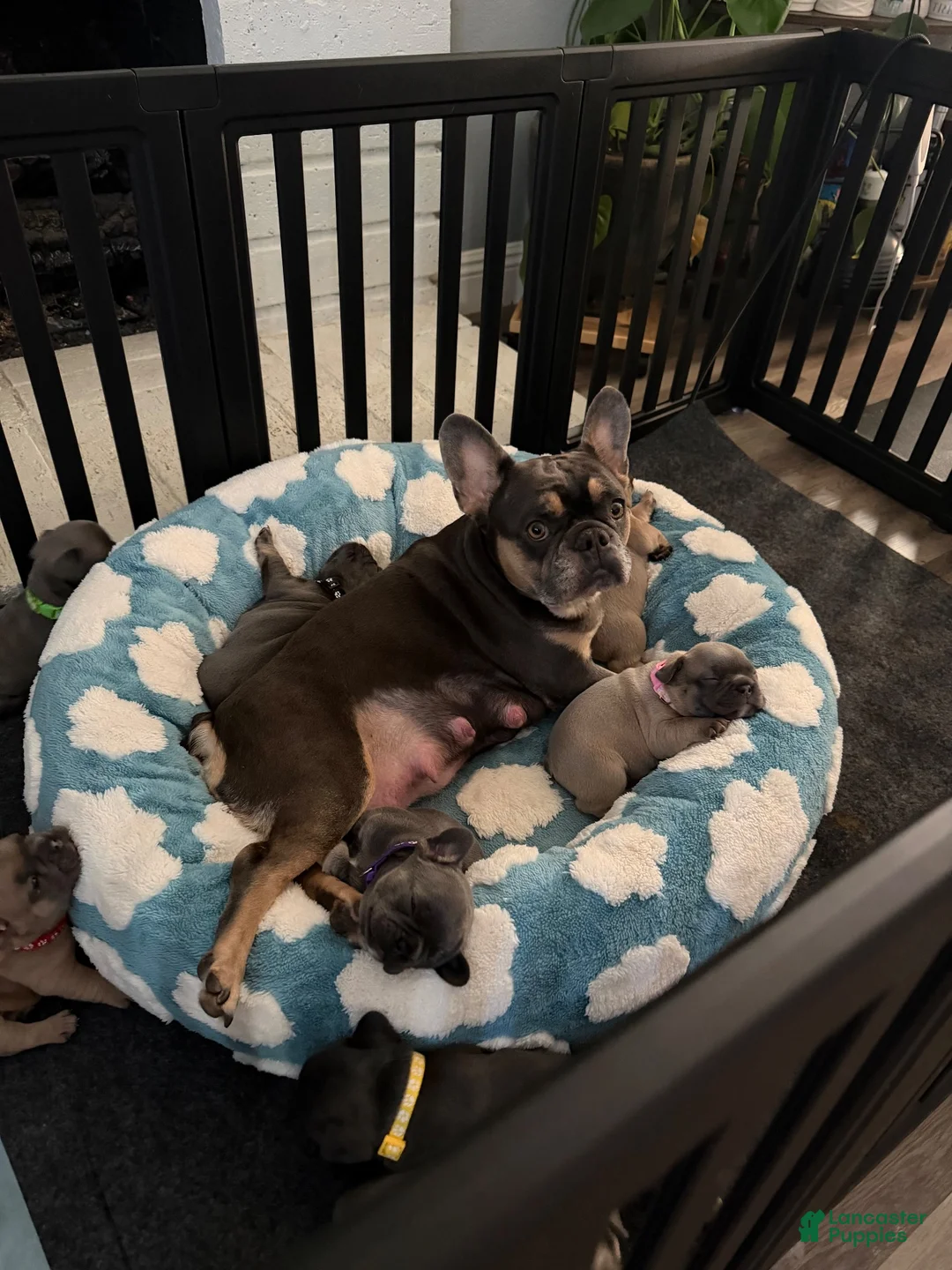 French Bulldog dogs for sale: French Bulldog 3 - Ad 9