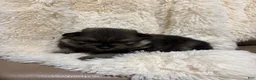 Pomeranian dogs for sale: Pomeranian 4 - Ad 3