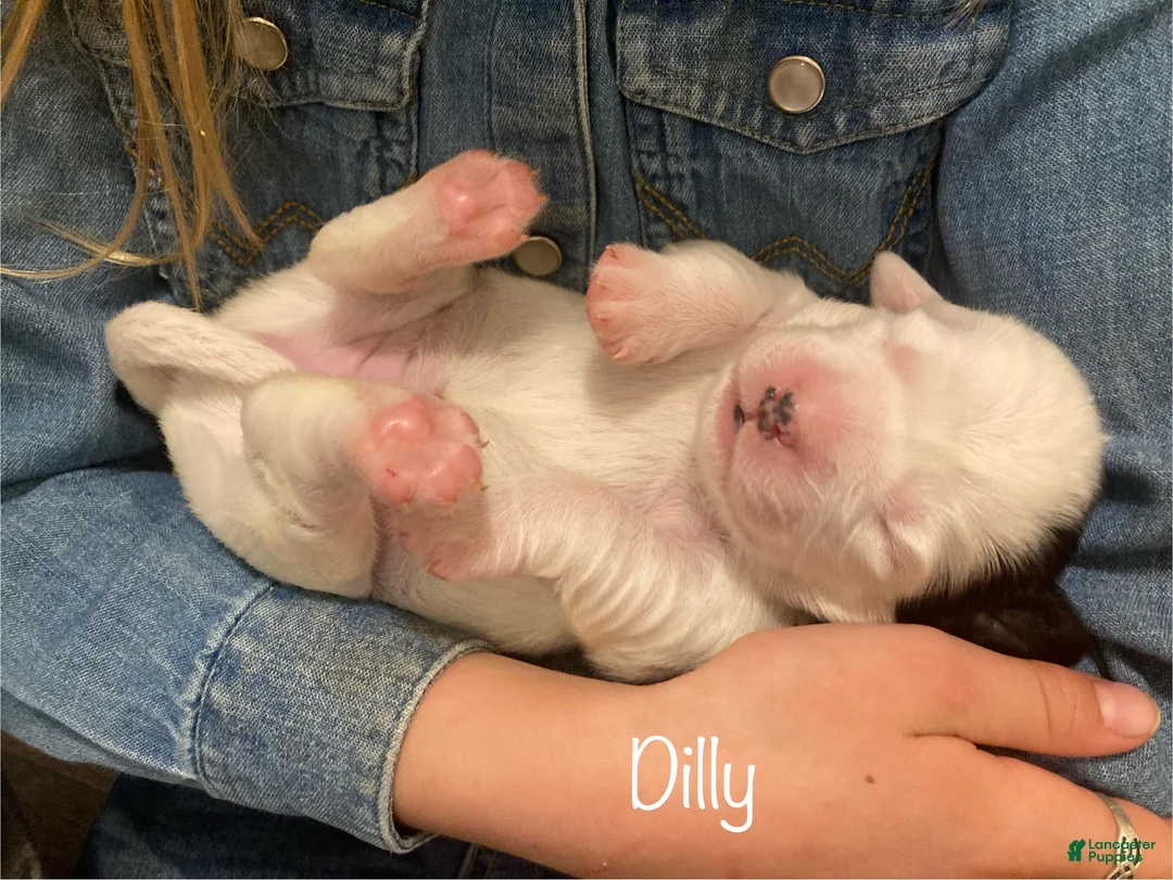 English Setter dogs for sale: Dilly - Ad 7