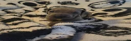 Great Dane dogs for sale: Diva  - Ad 4