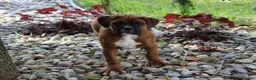 Boxer dogs for sale: Alex - Ad 3