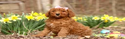 Goldendoodle dogs for sale: Amy - Ad 4