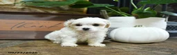 Maltipoo dogs for sale: Xeno - Ad 5