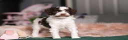 Miniature Poodle dogs for sale: Dallas - Ad 5