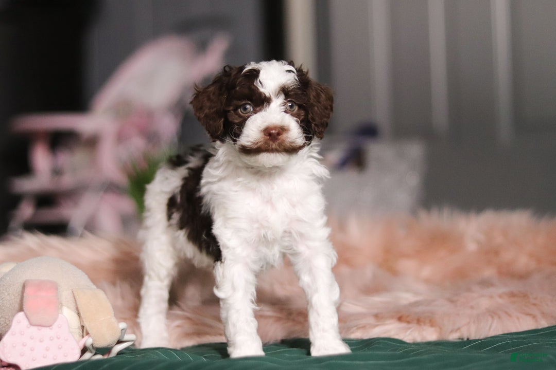 Miniature Poodle dogs for sale: Dallas - Ad 5