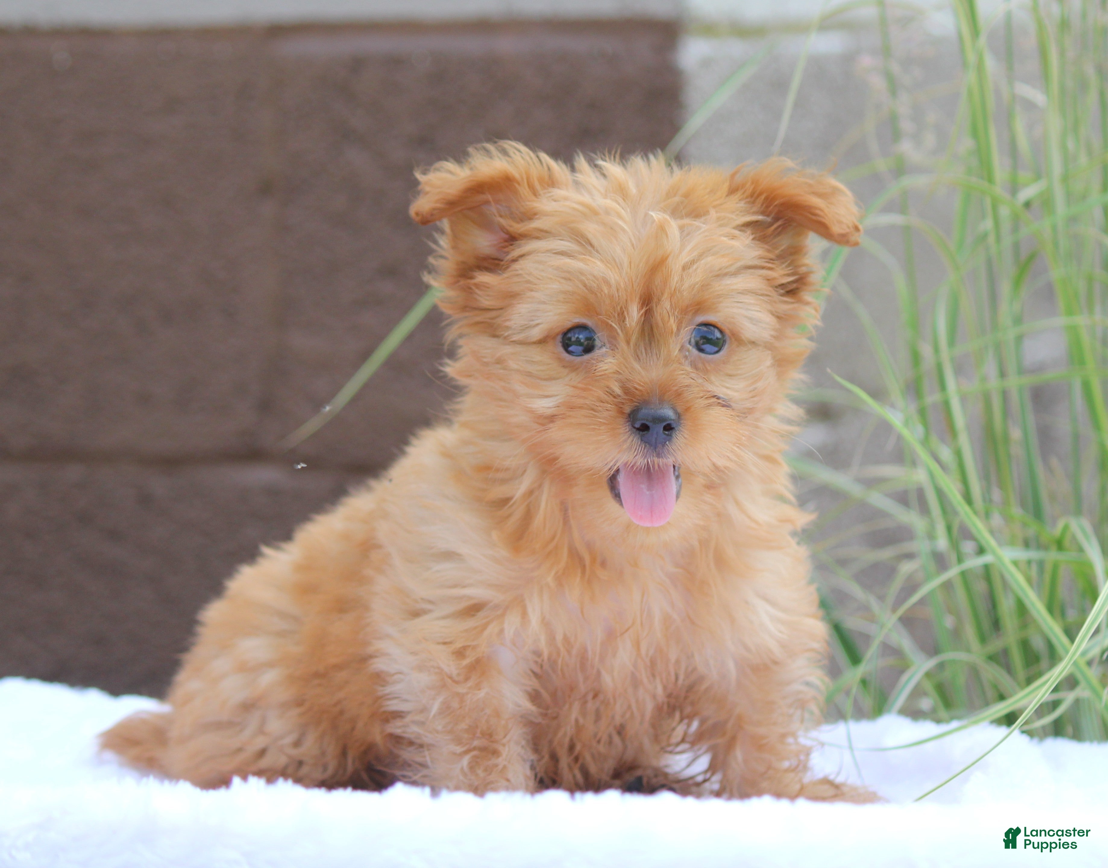 Yorkshire Terrier dogs Macy - Ad 2