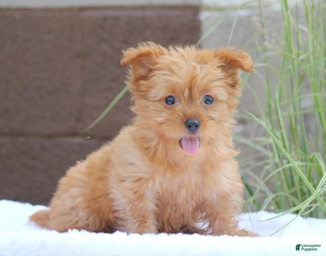 Yorkshire Terrier dogs for sale: Macy - Ad 2